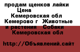 продам щенков лайки › Цена ­ 3000-4000 - Кемеровская обл., Кемерово г. Животные и растения » Собаки   . Кемеровская обл.